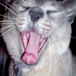 luluyawn.jpg