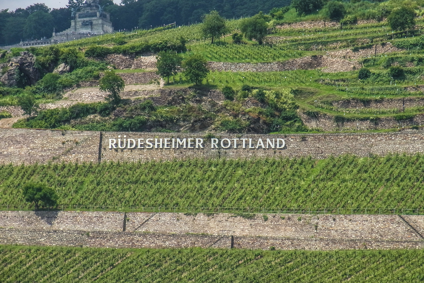 Rhine Vineyards