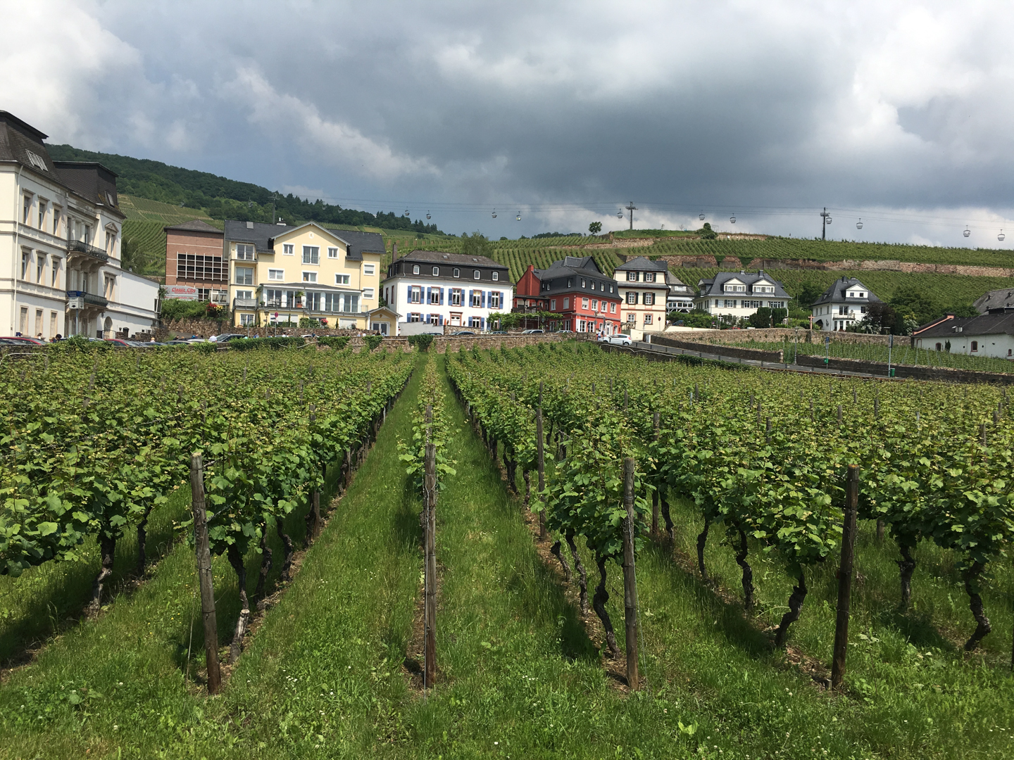 Rüdesheim Vineyards - wherever there's space there are vines