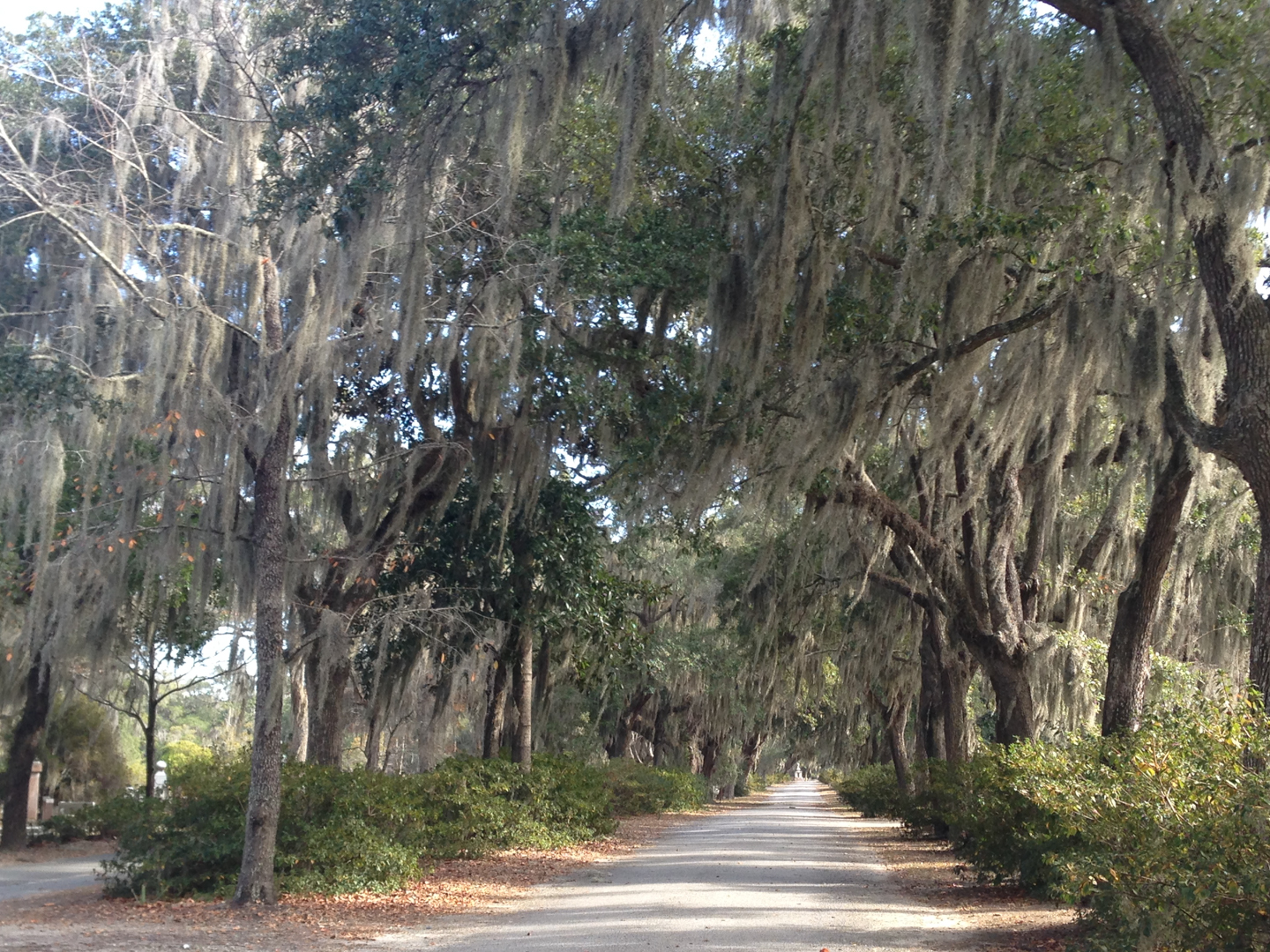 Spanish Moss on the trees