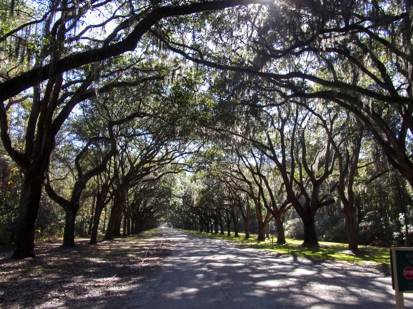 The avenue of live oaks and Spanish moss leading to the tabby ruins of Wormsloe, the colonial estate of Noble Jones (1702-1775) one of the earliest settlers of the Savannah area.