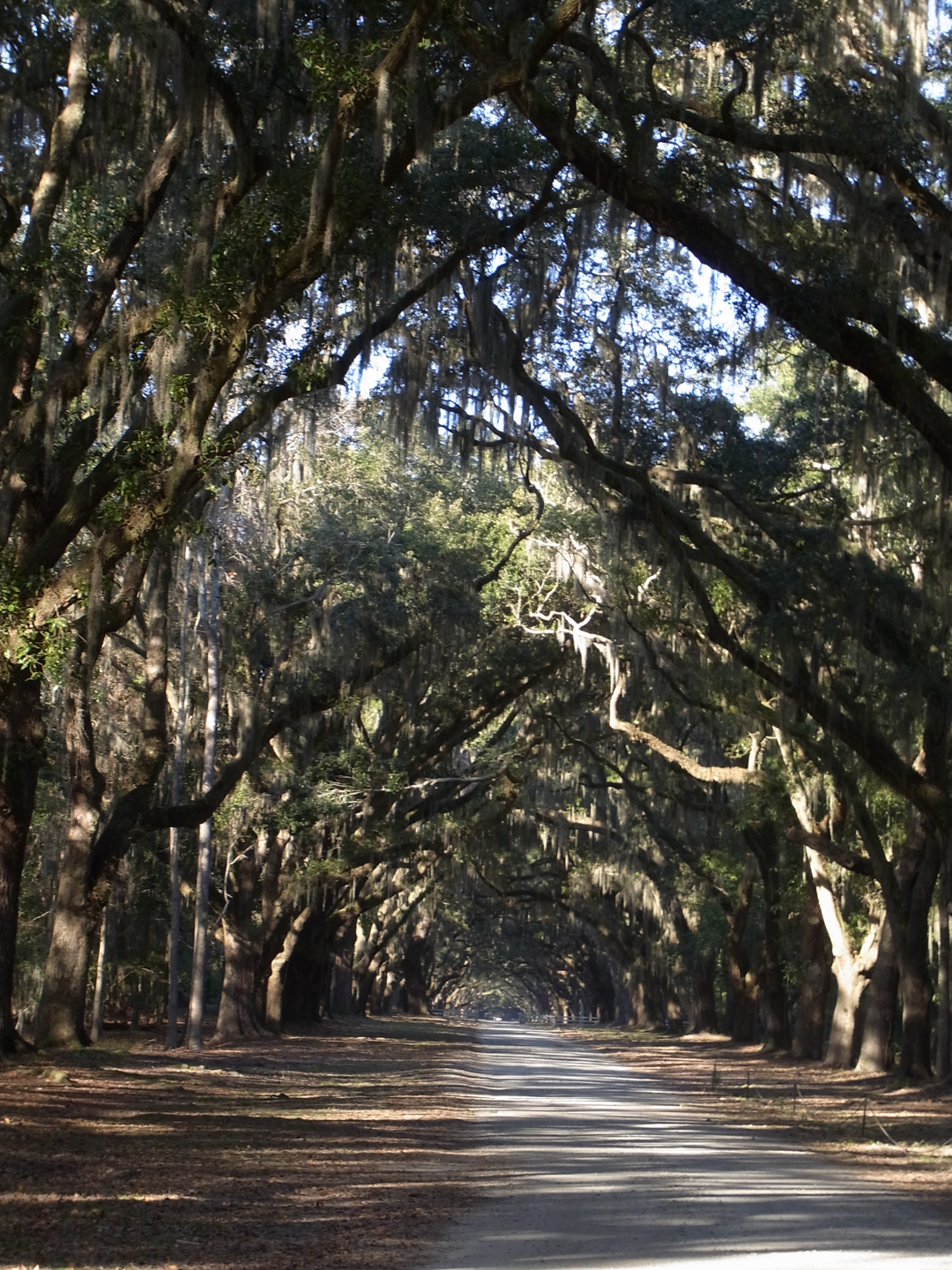 Savannah - Wormsloe Plantation