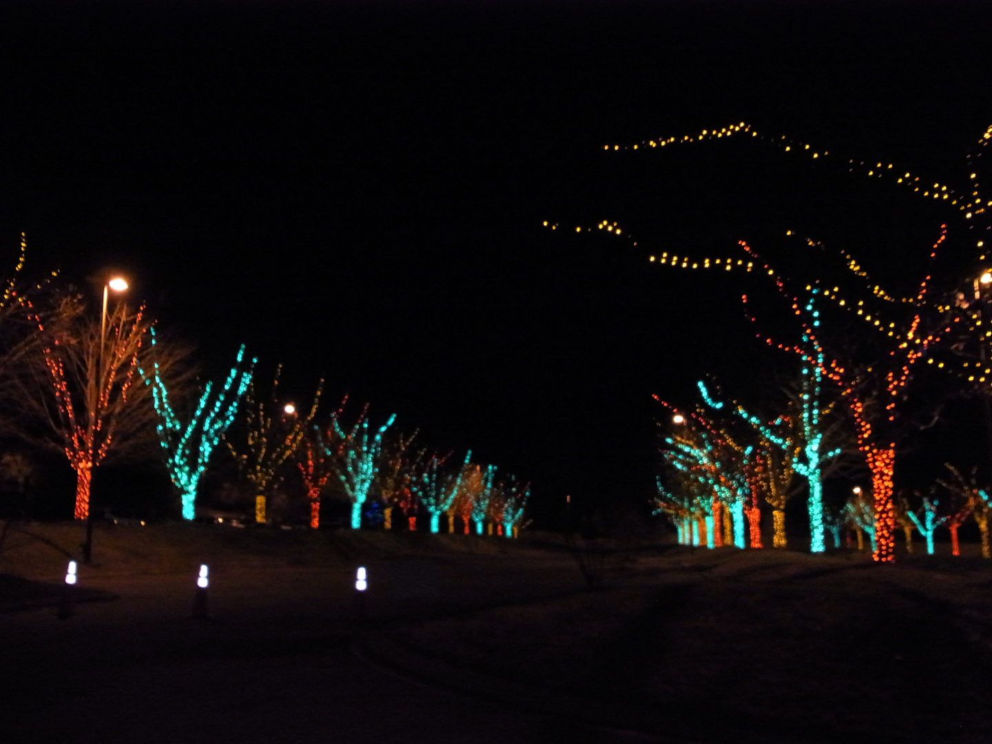 Winter Lights North Carolina Arboretum